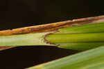 Georgia bulrush